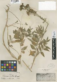 Polemonium occidentale subsp. occidentale image