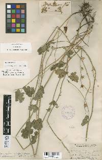 Sidalcea asprella image