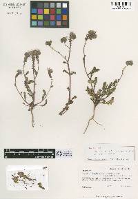 Phacelia crenulata image