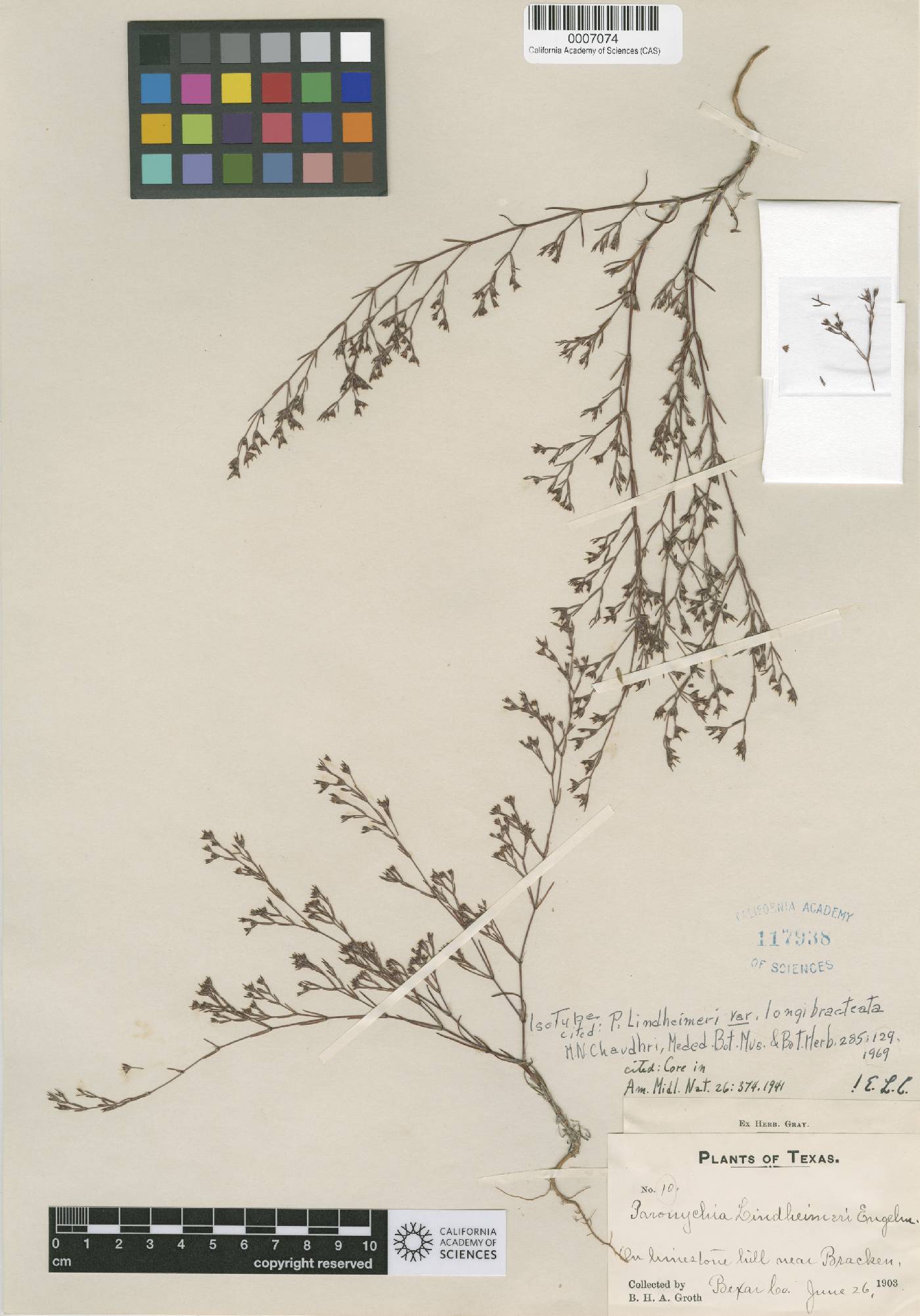 Paronychia lindheimeri var. longibracteata image