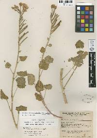 Chylismia cardiophylla subsp. robusta image