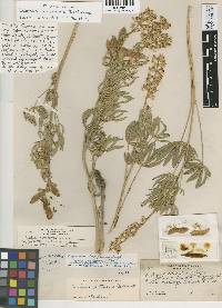 Lupinus arbustus var. montanus image
