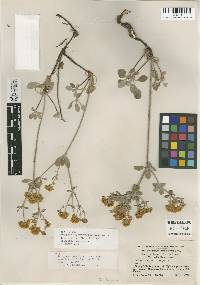 Eriogonum umbellatum var. subaridum image