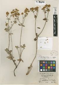 Eriogonum umbellatum image