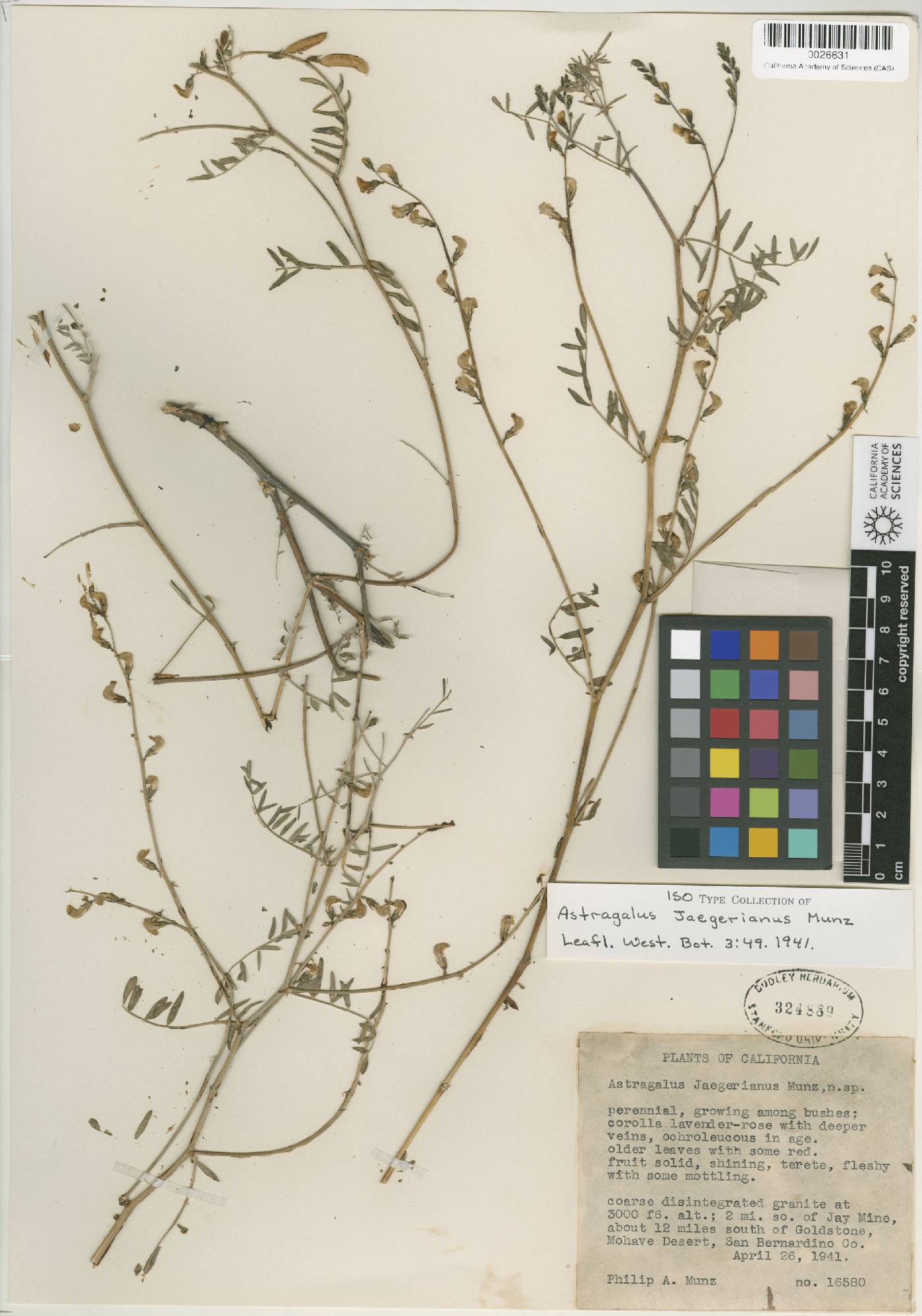 Astragalus jaegerianus image