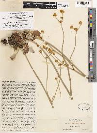 Eriogonum nudum var. westonii image