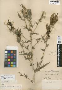 Mentzelia laevicaulis image