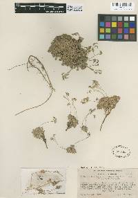 Draba sharsmithii image