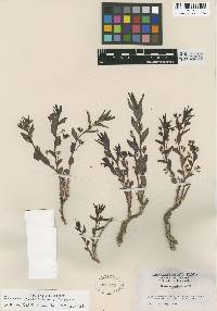 Ditaxis cyanophylla image
