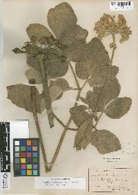 Angelica hendersonii image