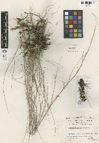 Image of Schizachyrium rhizomatum