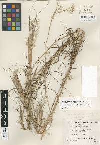 Image of Schizachyrium sericatum