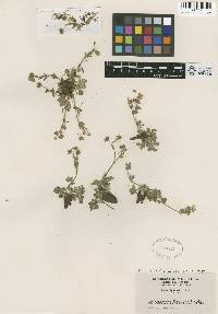 Potentilla concinna image