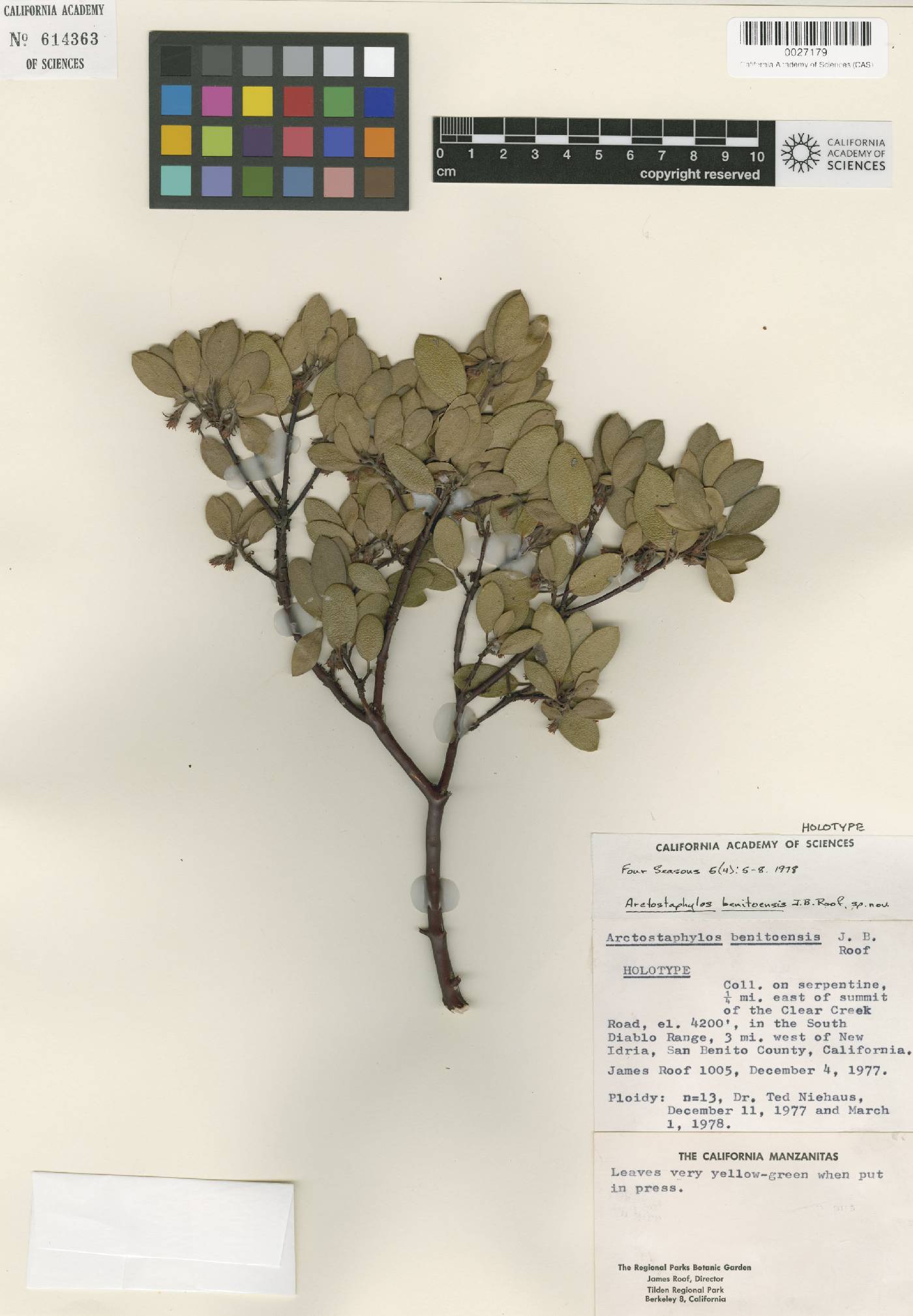 Arctostaphylos × benitoensis image