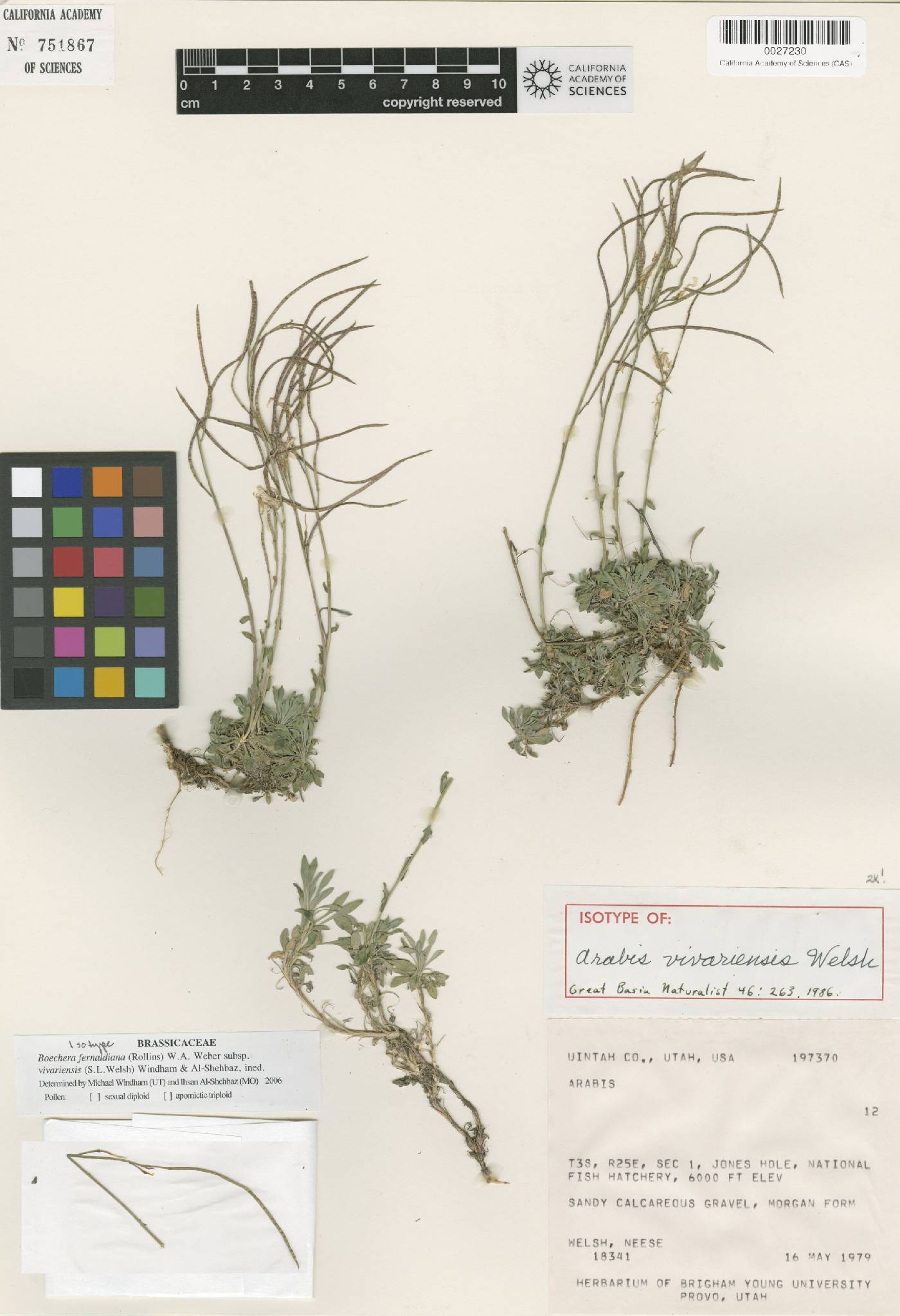 Boechera fernaldiana subsp. vivariensis image