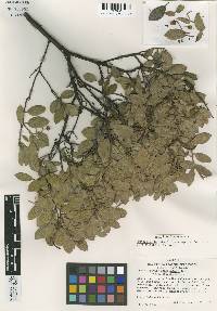 Arctostaphylos stanfordiana image