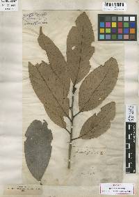 Image of Lithocarpus indutus