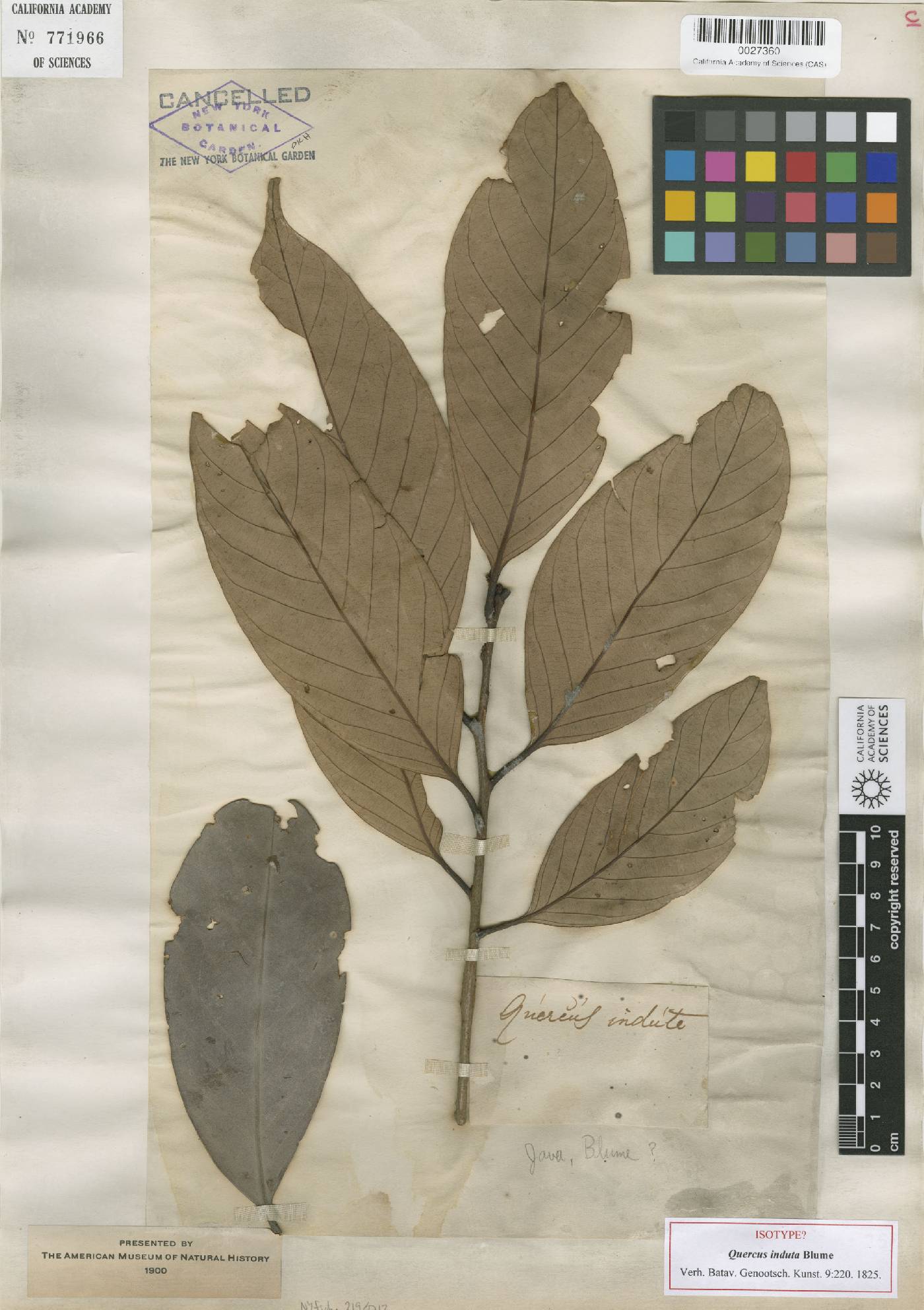 Lithocarpus indutus image