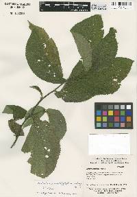 Image of Elatostema pseudoplatyphyllum