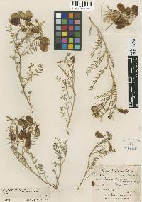 Astragalus whitneyi image