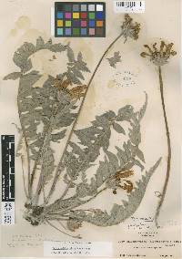 Balsamorhiza macrolepis var. platylepis image