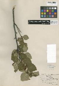 Betula × utahensis image