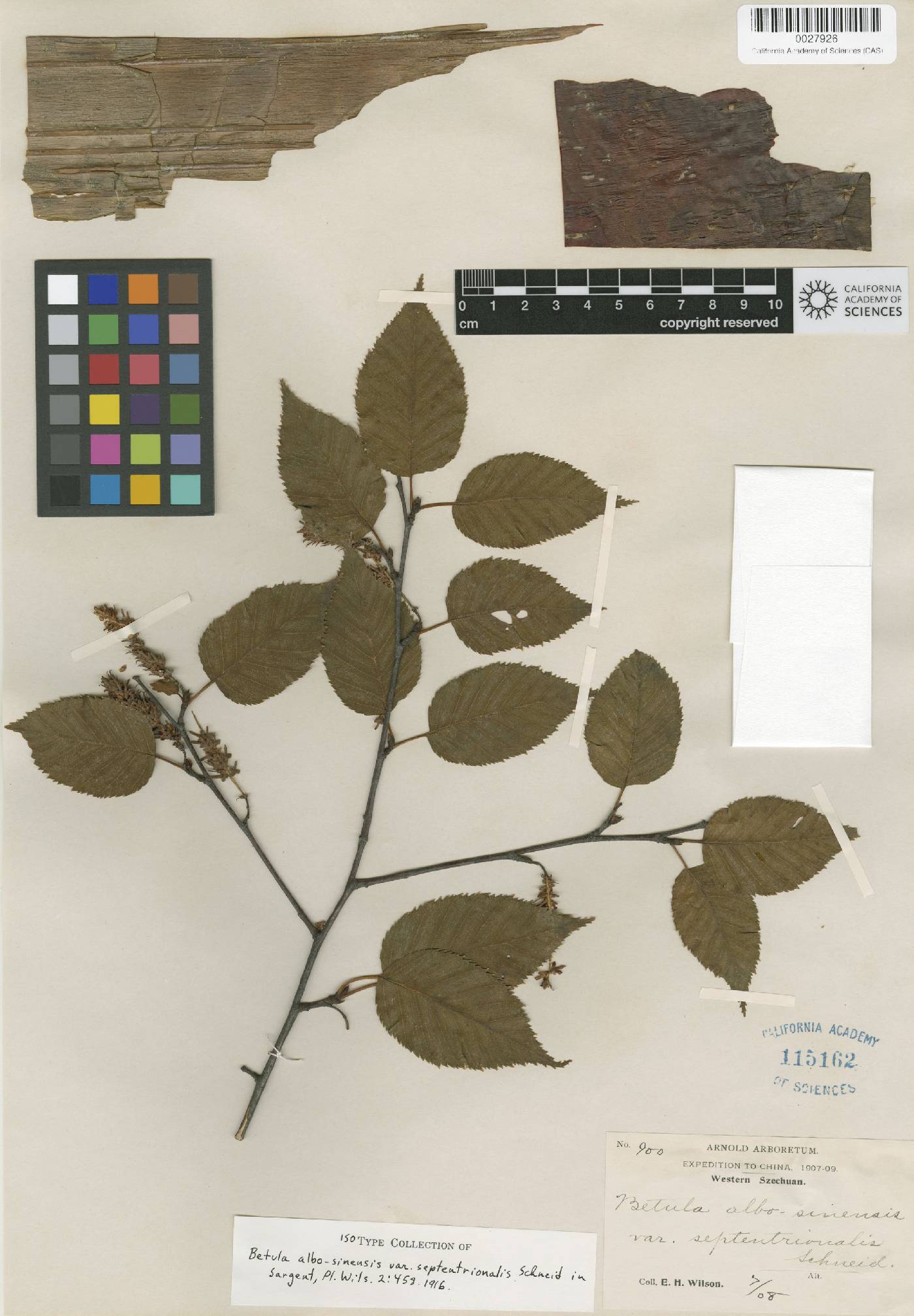 Betula utilis subsp. albosinensis image