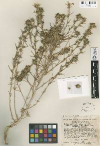 Calycadenia multiglandulosa image