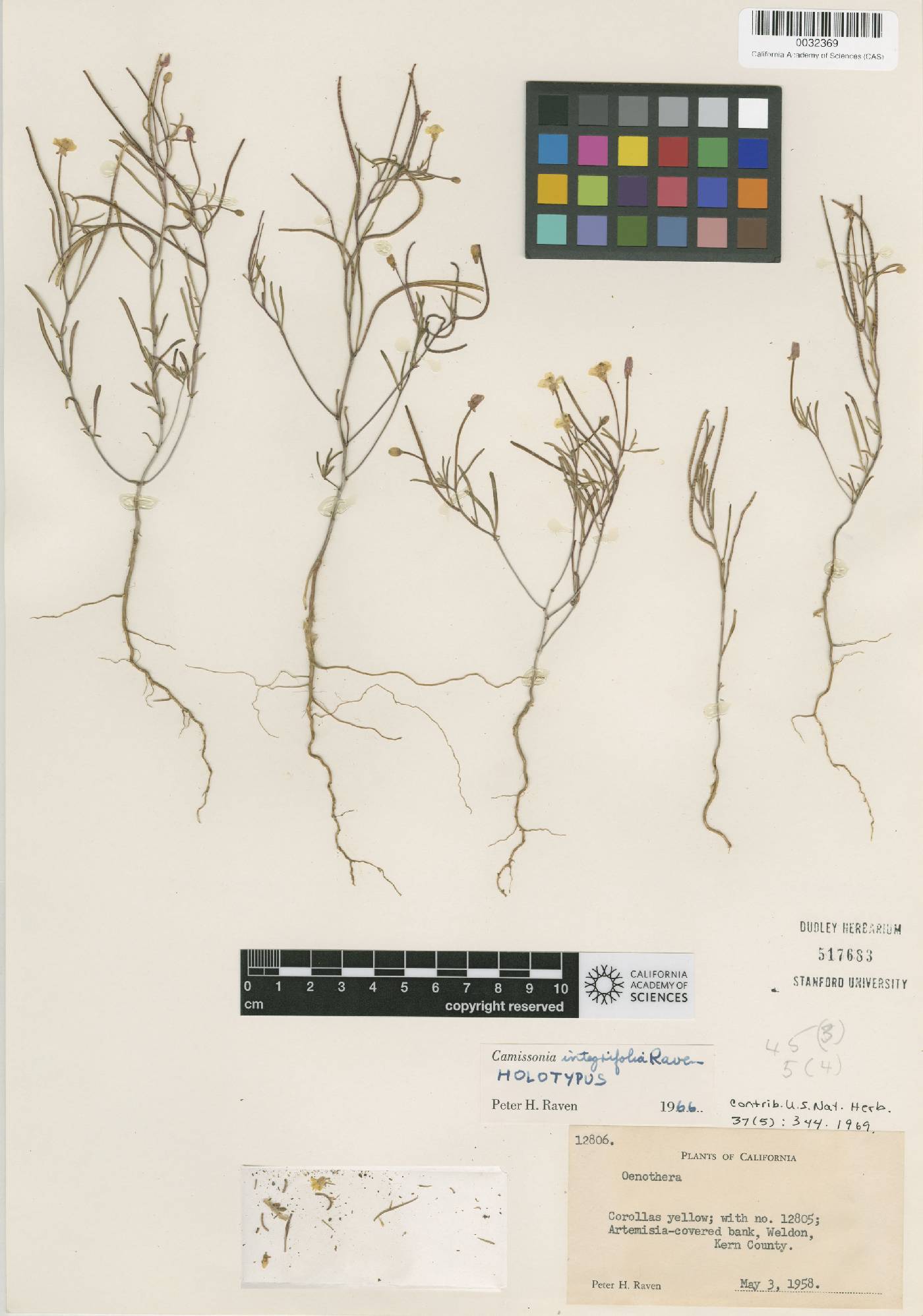 Camissonia integrifolia image