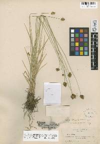 Carex abrupta image