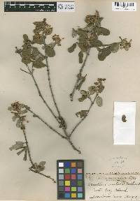 Ceanothus megacarpus image