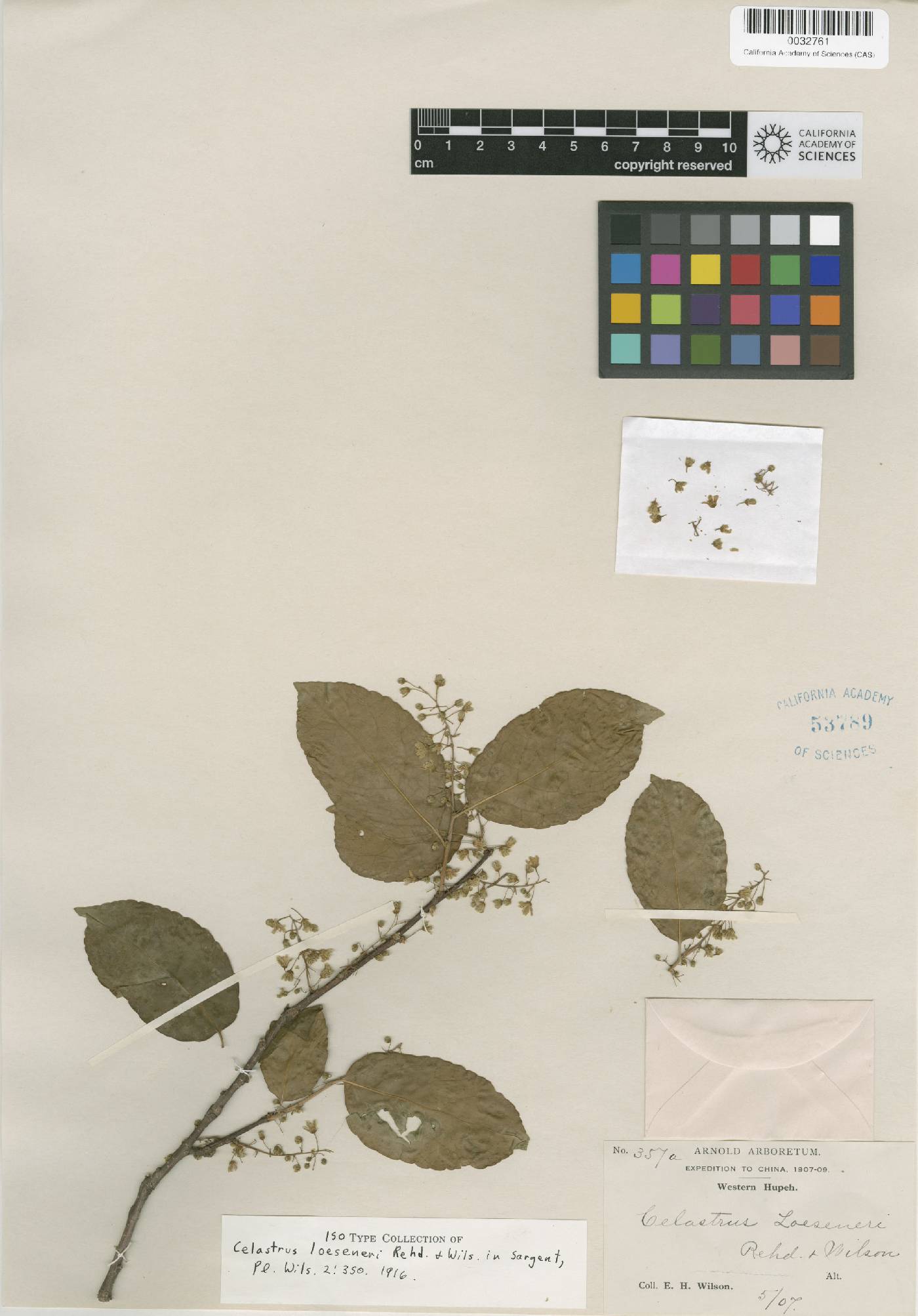 Celastrus rosthornianus image