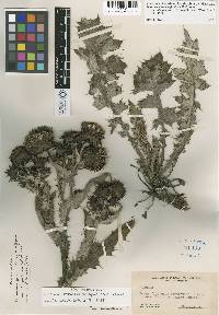 Cirsium fontinale var. obispoense image