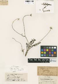 Image of Crepis oporinoides