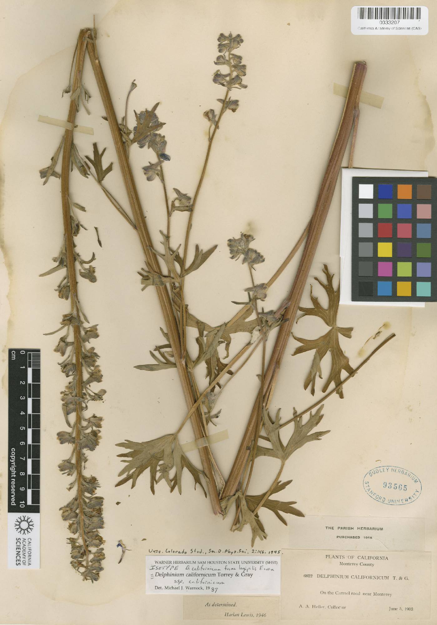 Delphinium californicum f. californicum image