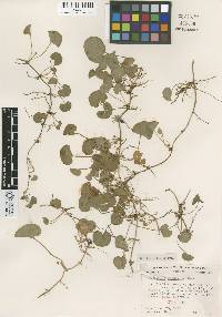 Image of Dichondra recurvata