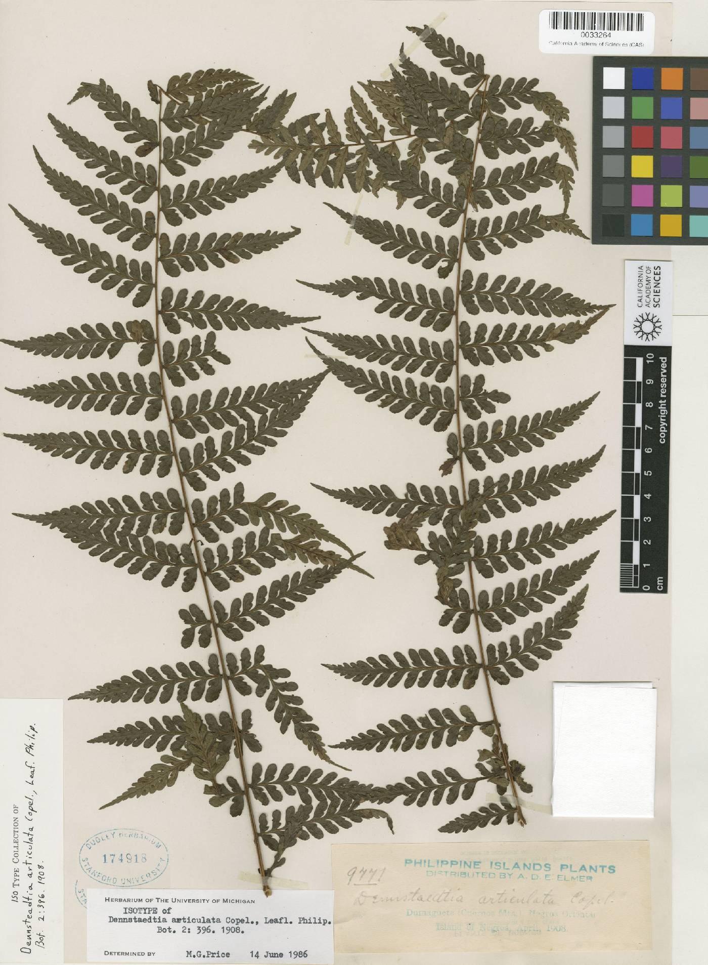 Dennstaedtia articulata image