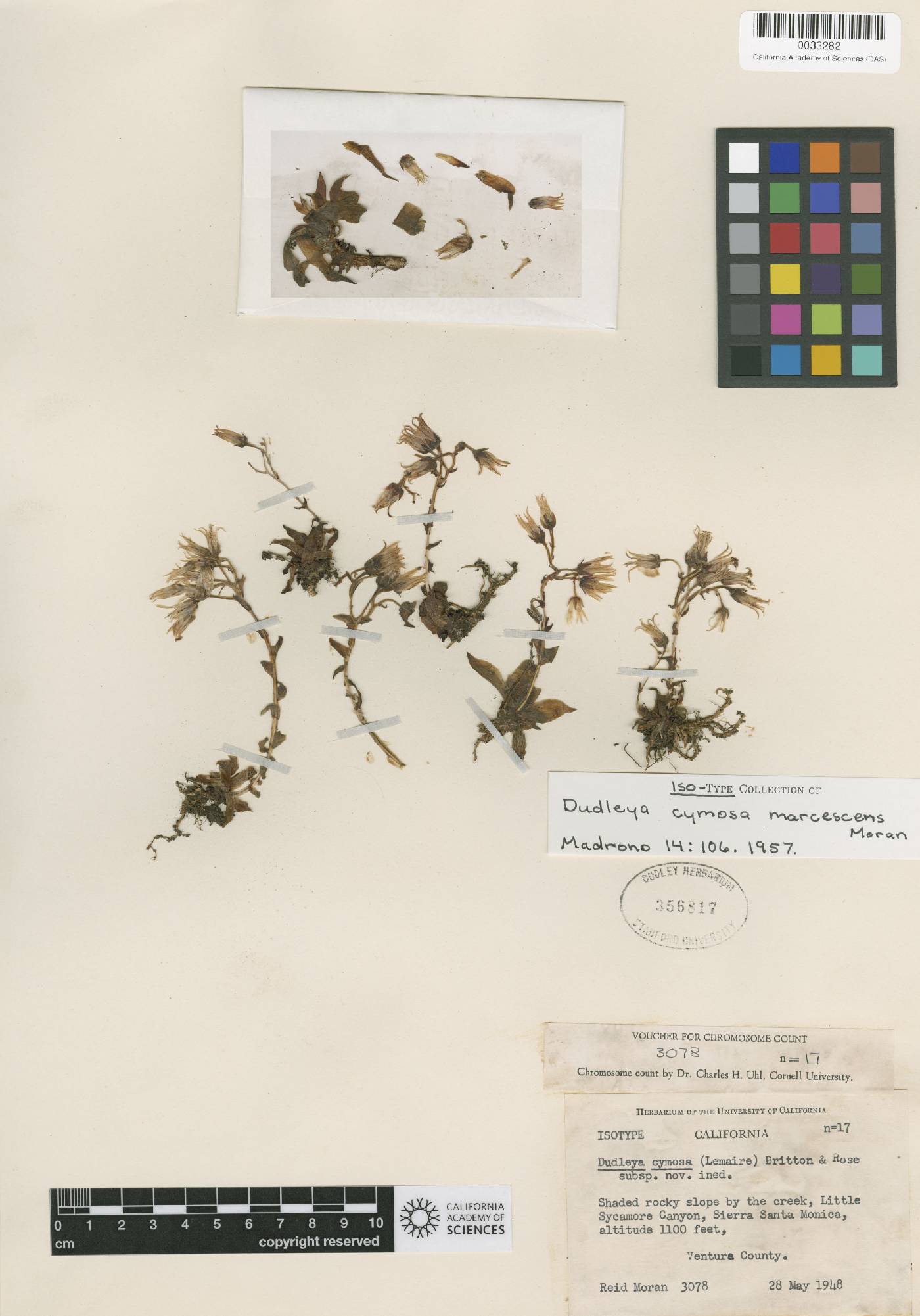 Dudleya cymosa subsp. marcescens image