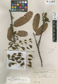 Image of Ellipanthus glabrifolius