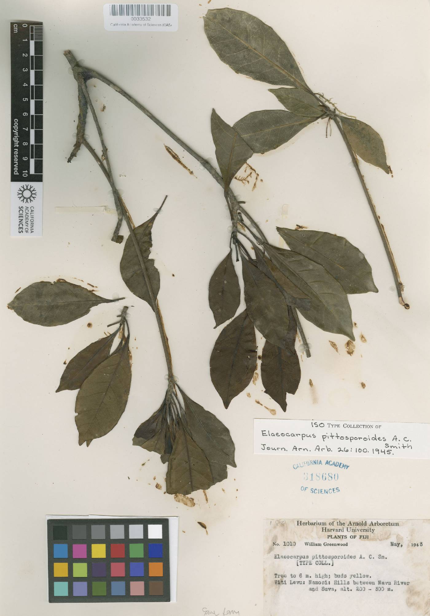 Elaeocarpus pittosporoides image