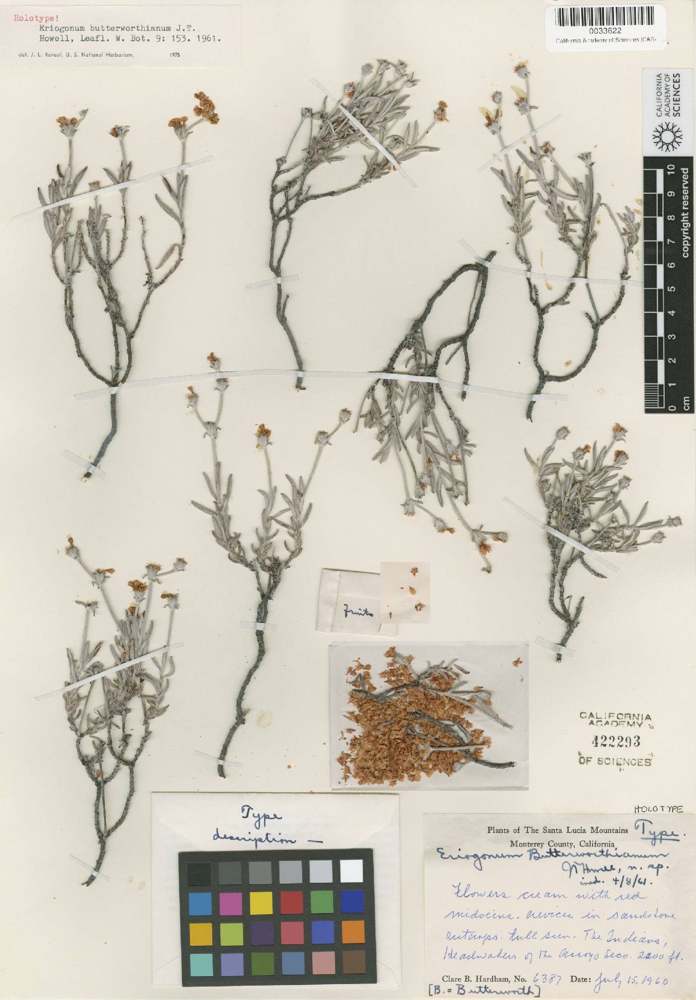 Eriogonum butterworthianum image