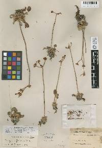 Eriogonum strictum image