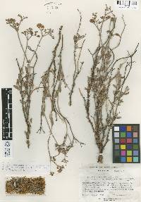 Eriogonum microtheca var. corymbosoides image