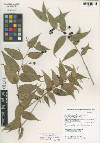 Gaultheria leucocarpa var. yunnanensis image