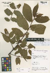 Image of Prunus gongshanensis