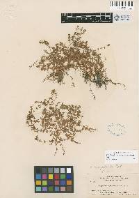 Hypericum anagalloides image