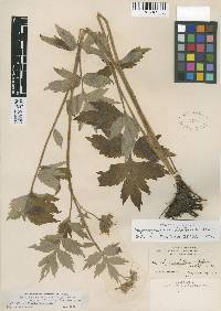 Hydrophyllum fendleri image