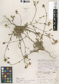 Gilia leptantha subsp. pinetorum image
