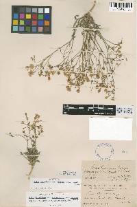 Gilia latiflora subsp. latiflora image