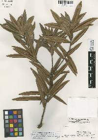Image of Lithocarpus ithyphyllus